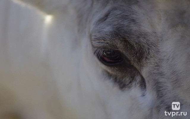 Евдокимыч, или как лечить оленя