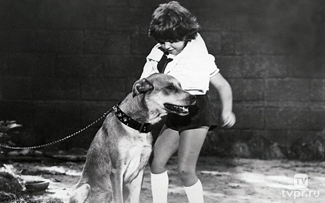 Солёный пёс