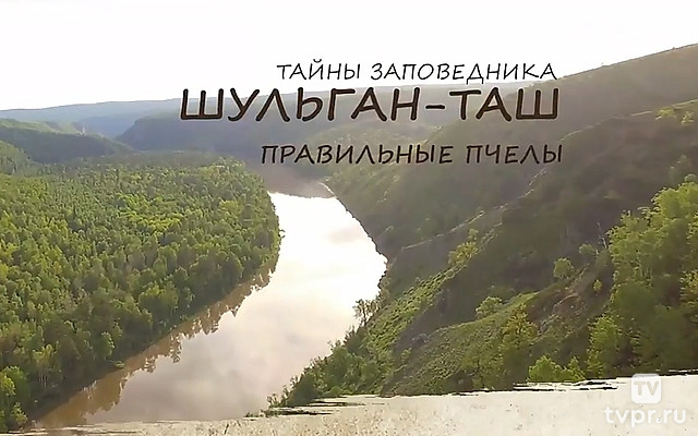 Тайны заповедника Шульган-Таш. Правильные пчелы