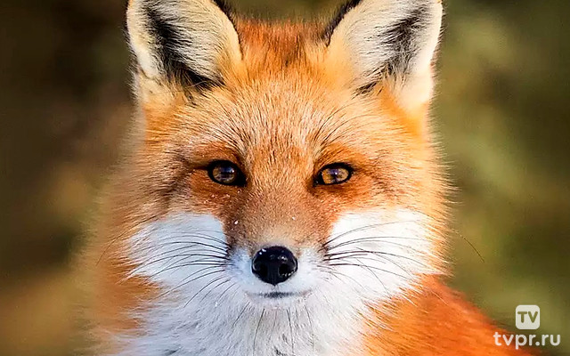 Лисьи истори