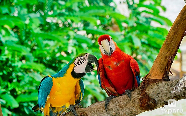 Куба: остров жизни