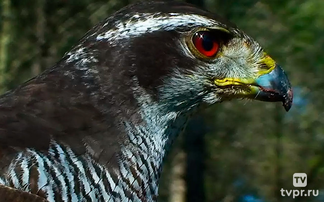 Призрак леса