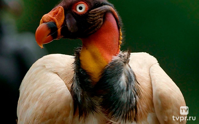 Птицы: хозяева стихий