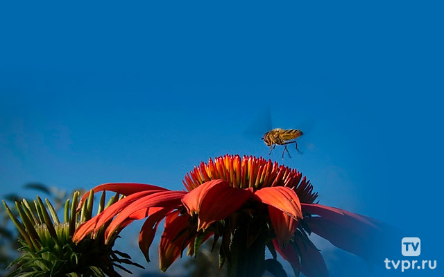 Конец мира насекомых