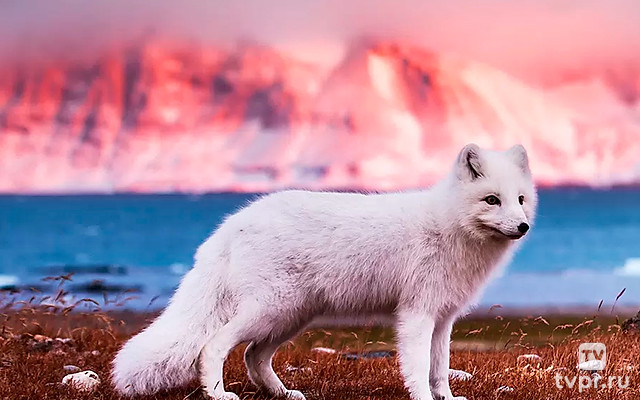 Хищные от природы