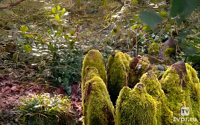 Тисо-самшитовая роща