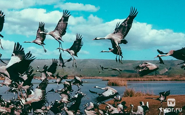 Журавль: дорога домой