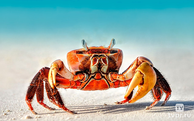 Таинственный мир ракообразных