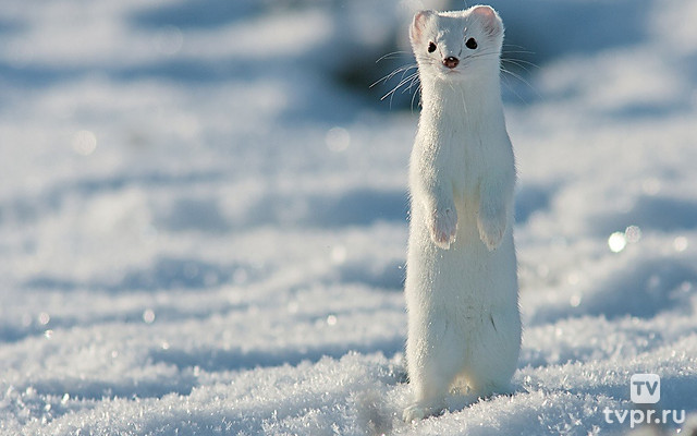 Быль о белом горностае