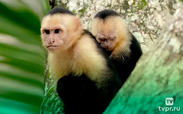 На грани вымирания