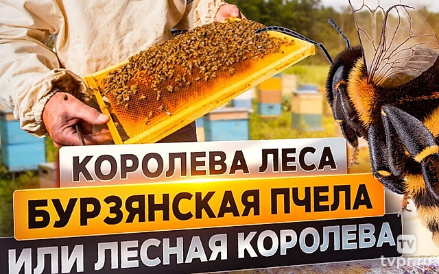 Бурзянская пчела или королева леса