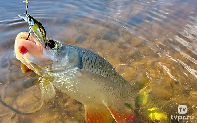 Соблазняя летнего голавля