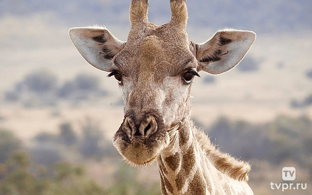 Истории о животных