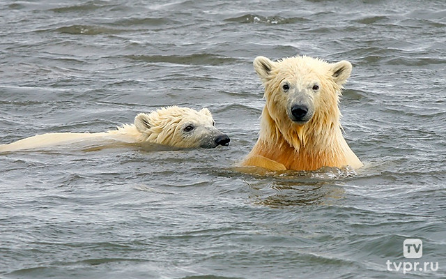 Как они это делают?