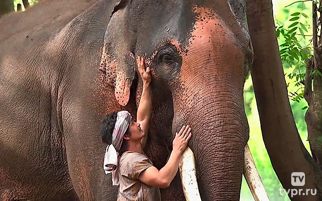 Отслеживание животных из космоса