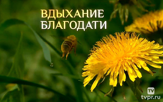 Вдыхание благодати