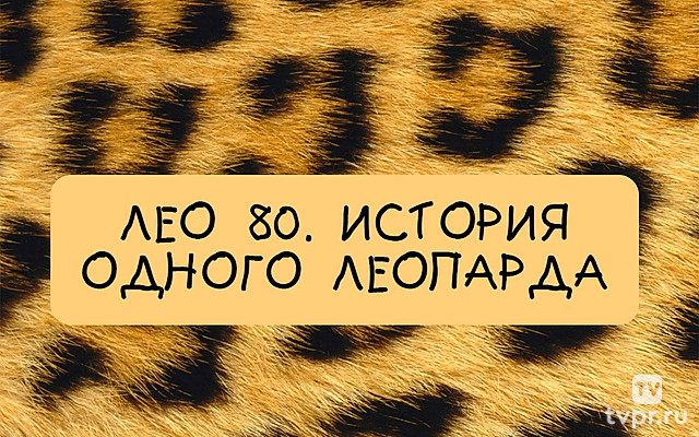 Лео 80. История одного леопарда