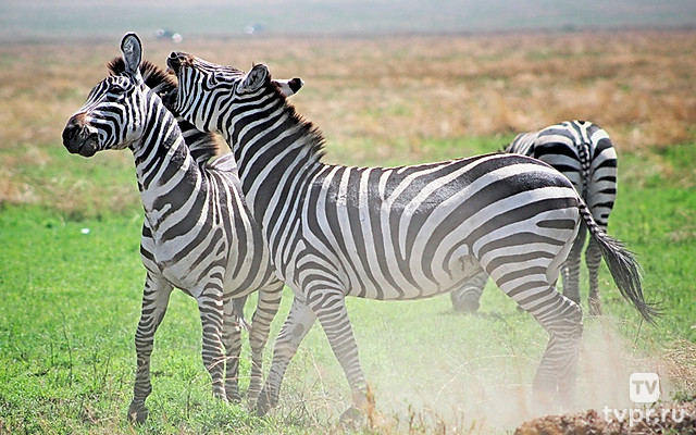 Игры животных