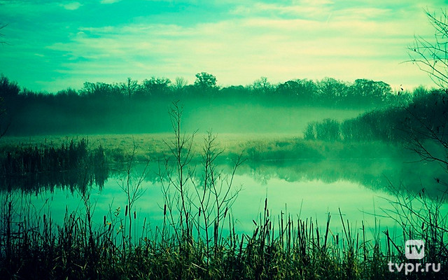 Кайман и проклятое болото