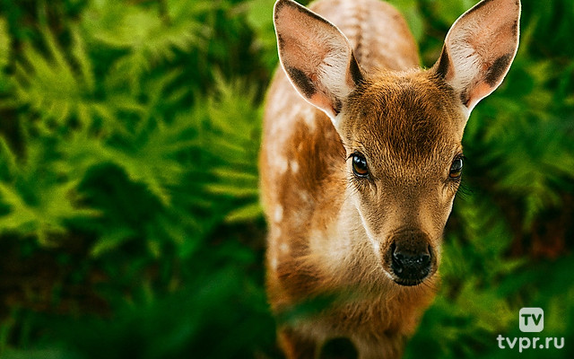 Бемби. История жизни в лесу