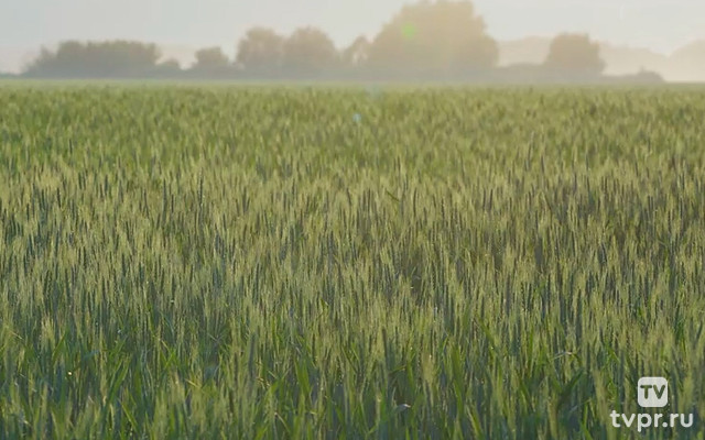 Пшеничные поля