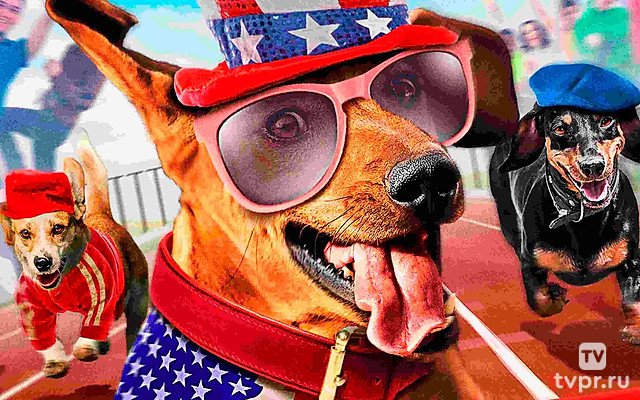 Супер Такса