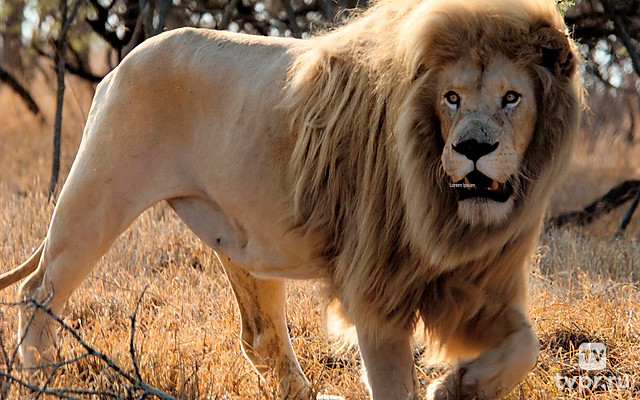 Возвращение белого льва