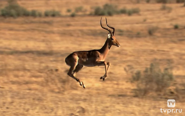 Хищники: поле битвы