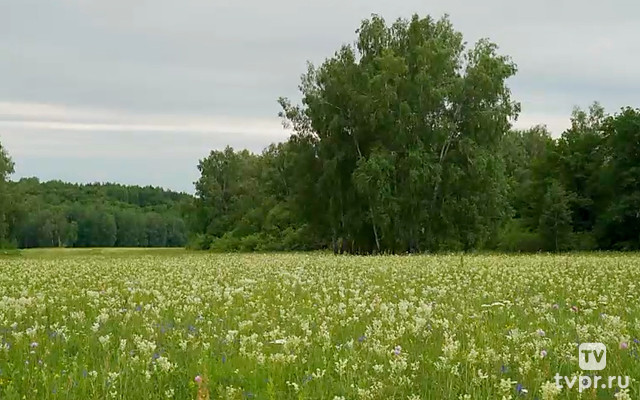 Поле цветов