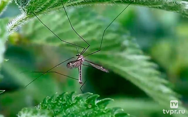 В гостях у насекомых