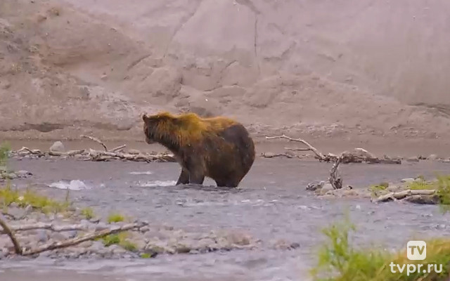 Медведи на реке Хакыцин