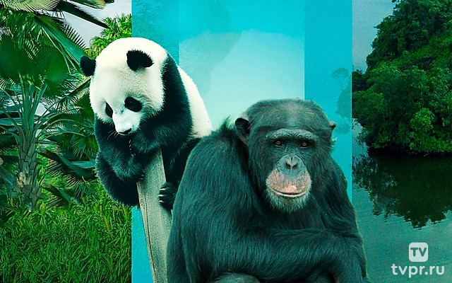 Экспедиции в дикую природу