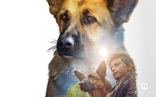 Моя собака - герой
