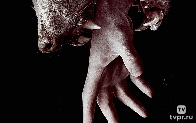 Хемлок Гроув