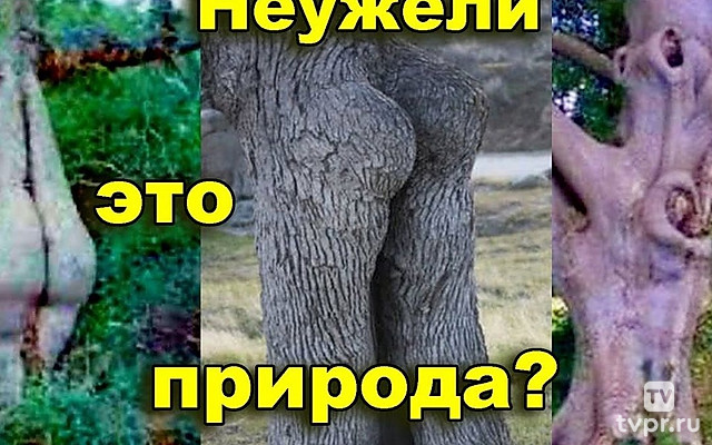 Бонсай деревьев-гигантов. Лесные патриархи Италии, Греции, секвойи Калифорнии