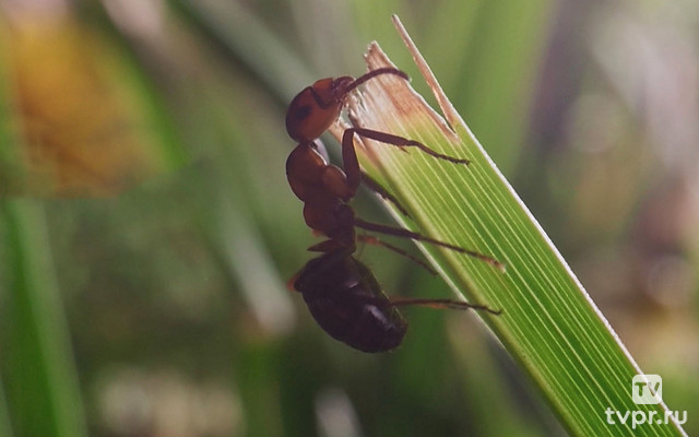 В королевстве краснощёких муравьёв