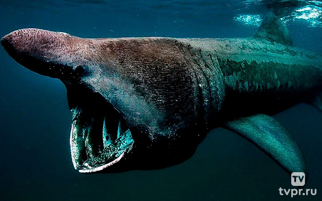 Галапагос. Царство гигантских акул