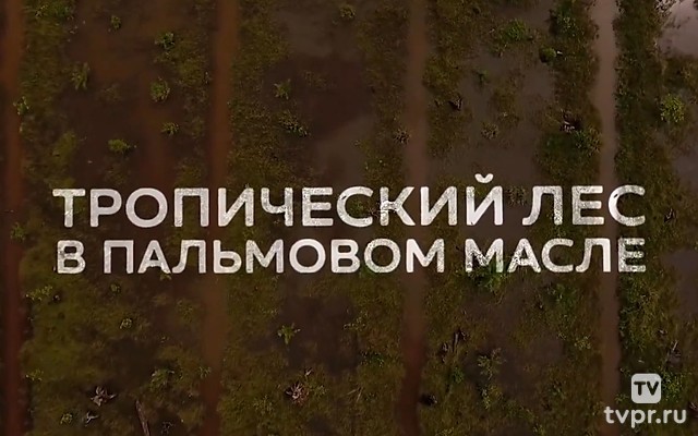 Тропический лес в пальмовом масле