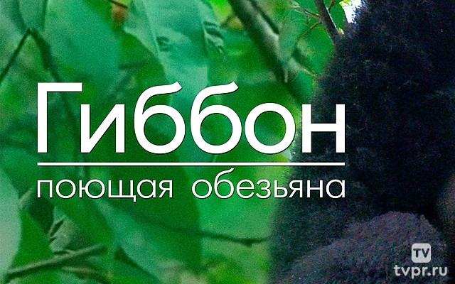 Гиббон - поющая обезьяна