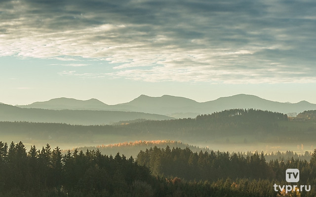 Лесные дали