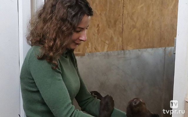 Сколько стоит завести питомца?