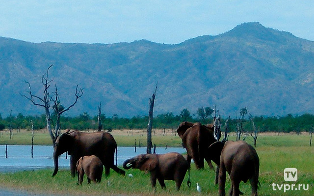 Дикая природа Замбези