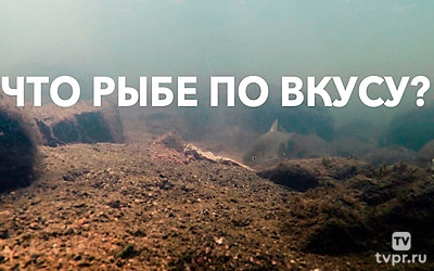 Что рыбе по вкусу?