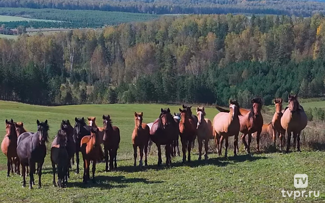 Дух свободы