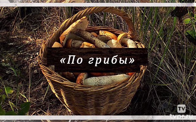 По грибы