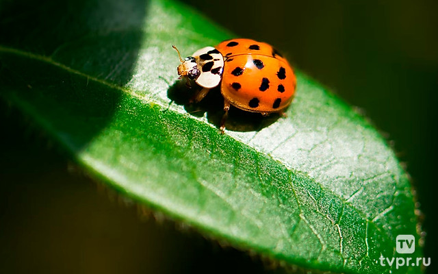 Божья Коровка