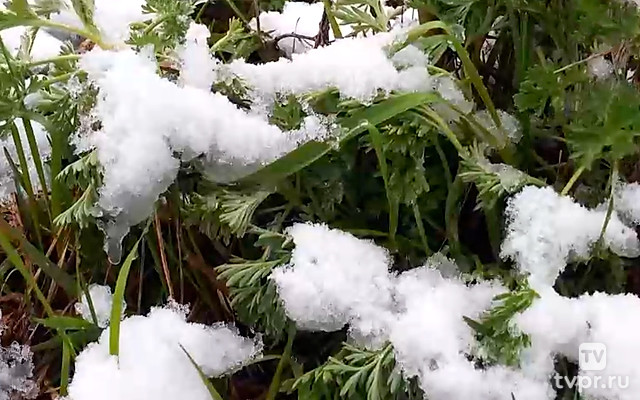 Весенний снег