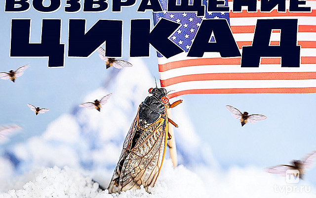 Возвращение цикад