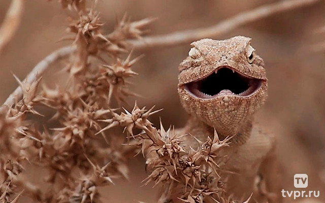 Аламто - страна рептилий