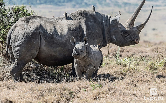 Носороги: проклятие волшебного рога